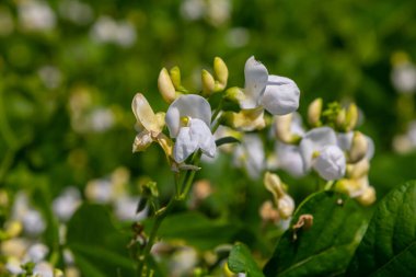 Zarif beyaz çiçekler parlak güneş ışığı altında yeşil bitkilerin üzerinde açar, sıcak öğleden sonra canlı bir kırsal manzara sergilerler..