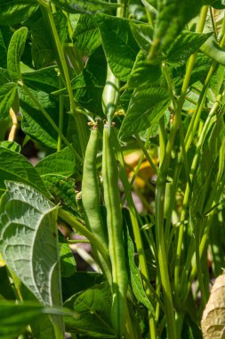 Sağlıklı yeşil fasulye bitkileri yaz güneşi altında bir bahçede gelişir, yemyeşil yeşil yapraklarla çevrili dolgun kapsüller sergilerler, bu da ileride bol miktarda hasat olacağını gösterir..