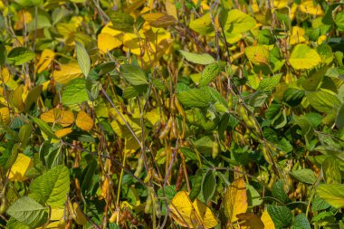 Parlak sarı ve yeşil yapraklar bahçede birlikte büyür, öğleden sonra güneşin altında mevsimsel değişiklikleri vurgular..