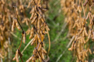 Kırsal bir tarlada altın soya fasulyesi tarlaları görülür. Bu da yaz sonu hasat mevsiminin başarılı geçtiğini ve arka planda canlı yeşil yapraklar olduğunu gösterir..