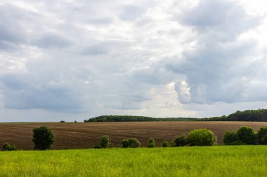 Yükseklerdeki kara bulutlarla tamamlanmış yemyeşil bir alan uzak bir ufka doğru uzanıyor. Bir ağaç kümesi öğleden sonra bu sakin, kırsal manzaraya derinlik katıyor..