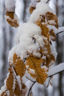 Altın kahverengi yapraklar ağaç dalını soğuk mevsimde dingin ve dingin bir kar tabakasıyla örtüyor ve sakin bir kış ortamı yaratıyor..
