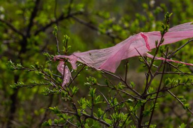 Pembe bir plastik torba, taze yeşil yapraklarla çevrili bir çalılığın dallarına dolanmış durumda. Bahar mevsiminde çöplerin doğa üzerindeki etkisini vurguluyor..