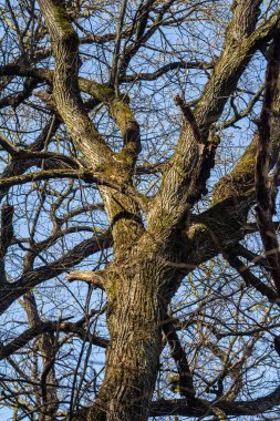 Açık mavi gökyüzüne uzanan dokulu dalları olan büyük bir ağaç. Sahne, sabahın erken saatlerinde ağacın yaşını vurgulayan doğanın güzelliğini yakalıyor..