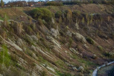 Beyaz çiçekli bitkilerle kaplı yemyeşil tepeler ve seyrek ağaçlar ilkbaharda doğanın canlı renklerini ve dinginliğini vurgulayan çarpıcı bir manzara yaratır..