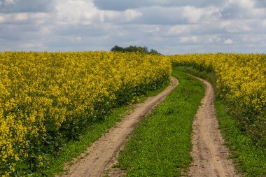 Güneşli bir günde, bulutlu bir gökyüzünün altında yeşilliklerle çevrili, açık sarı çiçek tarlalarının arasından toprak bir yol esiyor..