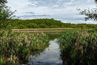 Sakin bir bataklıkta canlı yeşil sazlıklar ve durgun sular vardır. Bulutlu bir gökyüzünü yansıtırlar. Doğanın güzelliğini öğleden sonraki ışıkta gösterirler..