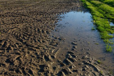 Çamurlu lastik izleri ve gün ışığında taze çimlerin yanında duran su olan çiftlik arazisi..
