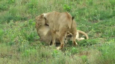 İki aslan oynuyor.