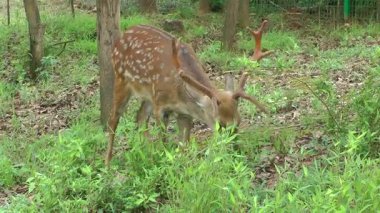 Vahşi yaşam parkında genç bir sika geyiği