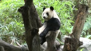 Ağaçta bir panda 