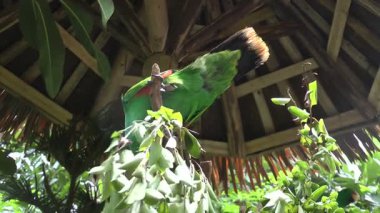 Ağaçta bir Erkek Eclectus Papağanı 