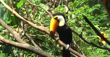  Bir dalda bir toco tukan.