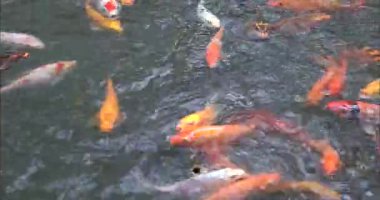 Altın balık yemek yiyor. 