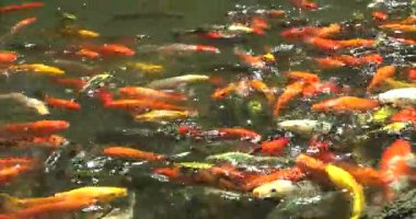 Altın balık yemek yiyor. 