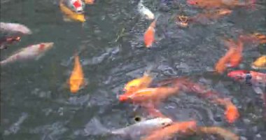 Altın balık yemek yiyor. 