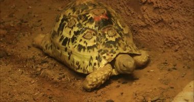 Leopar kaplumbağa yemek yiyor.