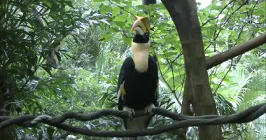 Daldaki büyük boynuz gagası 