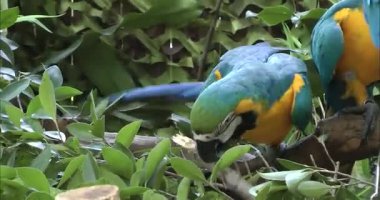 Dal üzerinde yeşil sarı papağan 