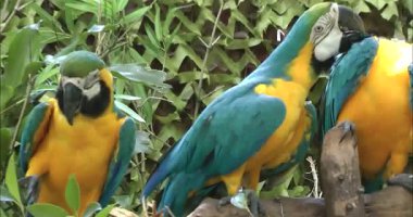 Dal üzerinde yeşil sarı papağan 