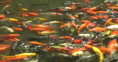 Suda yüzen altın balık 