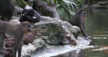 Bir grup mandril çalıyor.