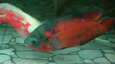 Mermer cichlid yüzüyor. 