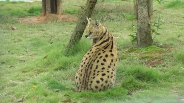 Yerde oturan bir serval kedi.
