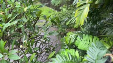 Yeşil yaprak üstten görünüm 