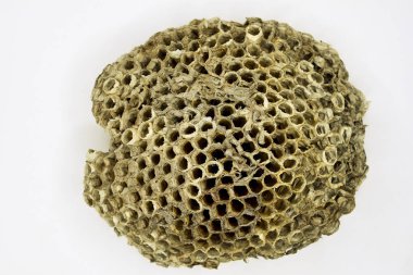 Arı peteği yakın planda.