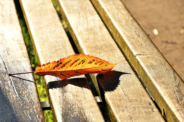 公園のベンチにある紅葉 — ストック写真