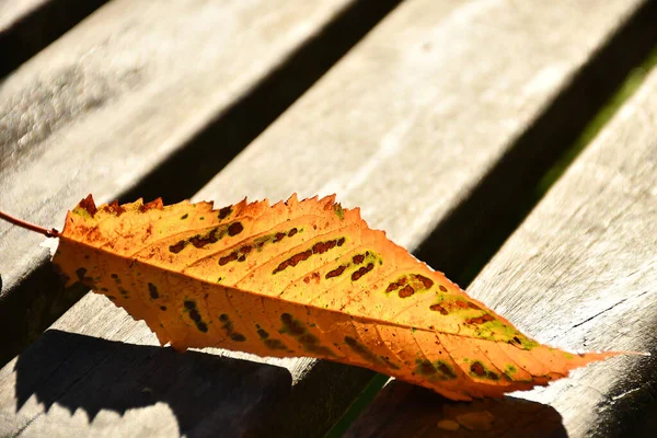 Autumnal Colored Leaf Park Bench — Stock Photo, Image