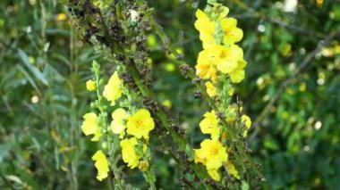 Büyük Mullein, çiçekli şifalı bitki, Almanya 'da kır çiçeği.