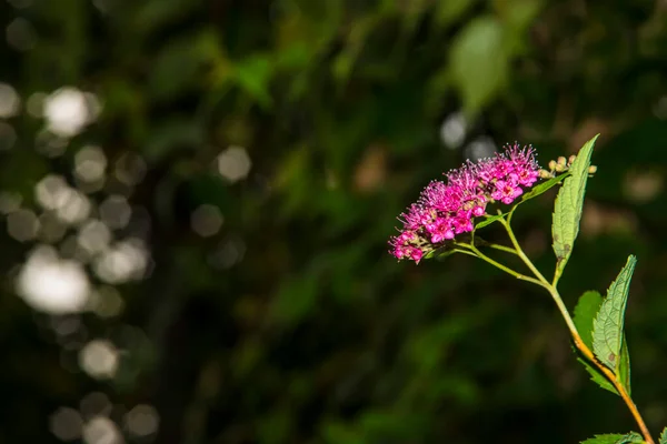 Spiraea Medicinal Bush Flower — Stock Photo, Image
