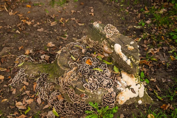 老树干上的蘑菇 — 图库照片