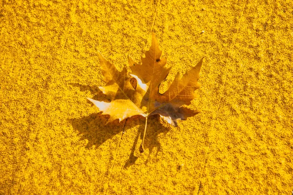 Осенний Кленовый Лист Полу Желтой Улицы — стоковое фото