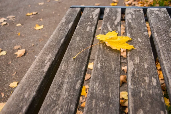 Autumnal Painted Maple Leaf Park Bench — Stock Photo, Image