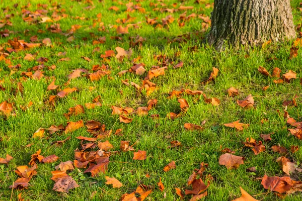 Folhas Coloridas Outonais Prado Verde Com Tronco Árvore — Fotografia de Stock