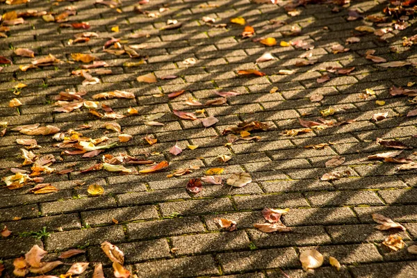 Herbstlich Bemalte Blätter Auf Einer Straße Sonne Und Schatten — Stockfoto
