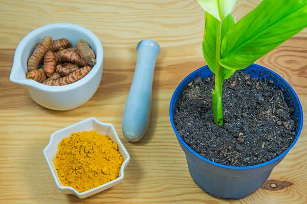 Turmeric Plant Roots Powder — Stock Photo, Image