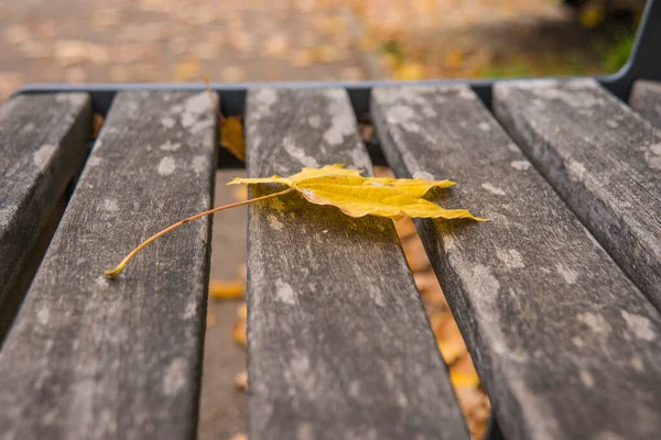 Parktaki Bankta Sonbahar Boyalı Akçaağaç Yaprağı — Stok fotoğraf