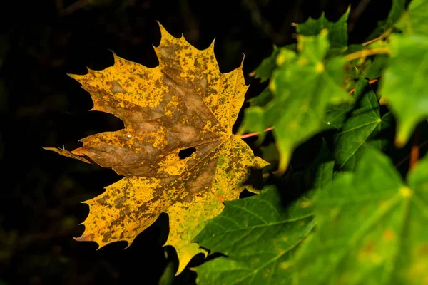 Autumnal Colored Maple Leaf Closeup — Stock Photo, Image