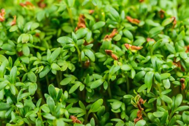 Cress, genç adam yakın planda çekim yapıyor.