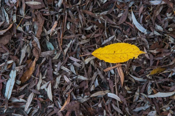 大街上树叶堆里的秋天黄色漆成的山毛榉叶 — 图库照片