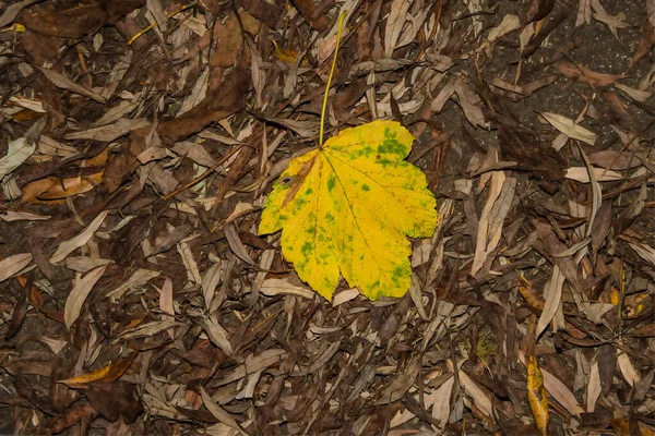 道路上の葉っぱのヒープに秋の黄色の塗装フィールドメイプル — ストック写真