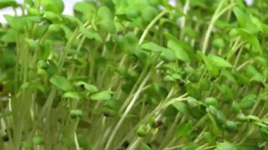 Hardal filizi, çevirme masasında mikro yeşiller.