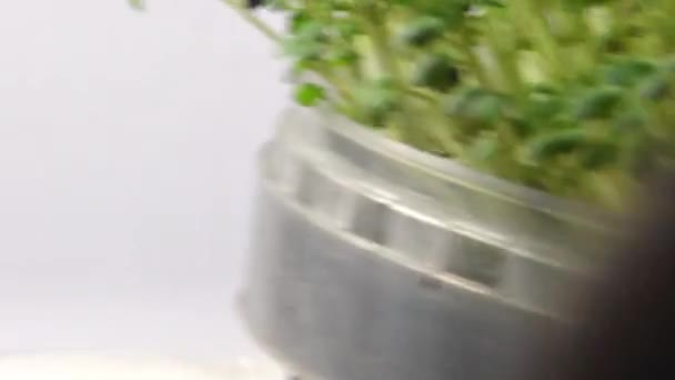 Hardal Filizi Çevirme Masasında Mikro Yeşiller — Stok video