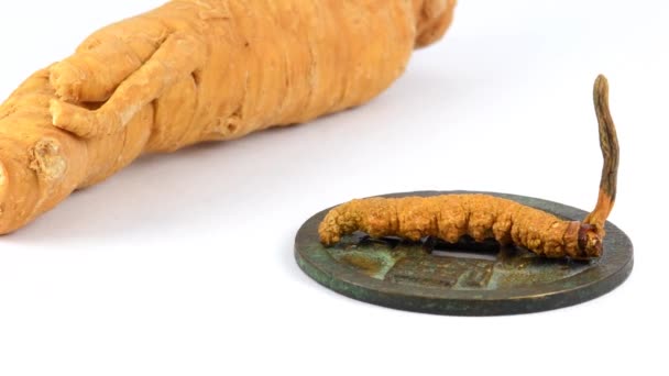 Caterpillar Fungus Ginseng Root Turn Table — Stock Video