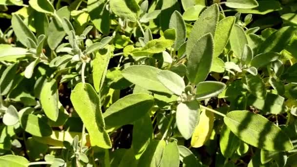 Salvia Planta Medicinal Especia Con Flor Las Hojas Macro Hoja — Vídeos de Stock