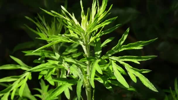Common Mugwort Leaves Flower Burning Moxibustion Cone Turn Table — Stock Video